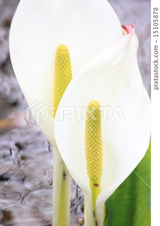 水芭蕉 水芭蕉 15105878