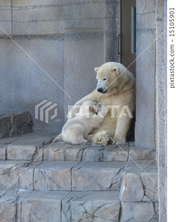 Shirakuma Sapporo Maruyama Zoo Shirakuma Sapporo Maruyama Zoo 15105901
