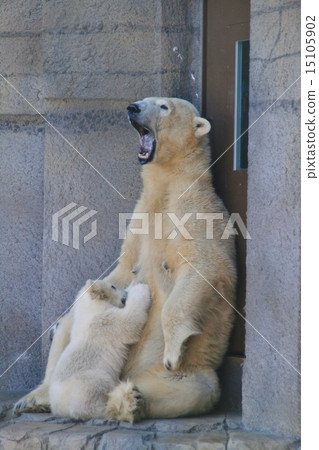 Shirakuma Sapporo Maruyama Zoo 15105902