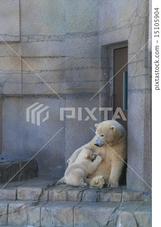 Shirakuma Sapporo Maruyama Zoo 15105904