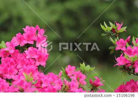 Azalei (Asuka river) 15106196