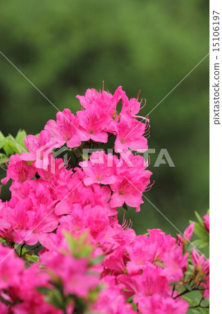 Azalei (Asuka river) Azalei (Asuka river) 15106197