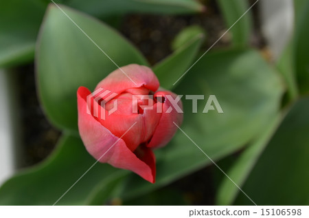 鬱金香盛開 15106598