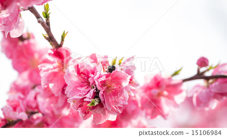 Genpei Daito 15106984