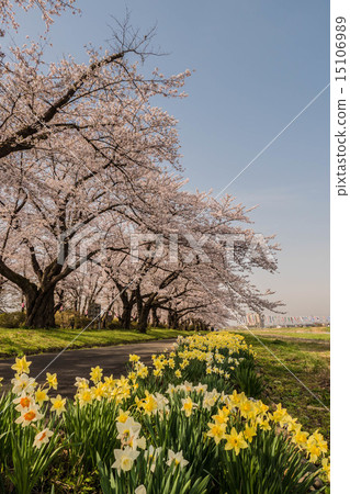 北上勝司地區的櫻花 15106989