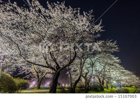北上勝司地區的櫻花 15107003