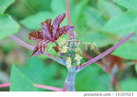葉子背景材料·蓖麻子和葉子的花蕾發芽·水平位置 15107025