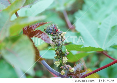 生活綠色背景材料·直立的花苞和花椰菜的花蕾·水平位置 15107026