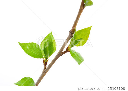 Branch aspen tree with spring buds  15107108