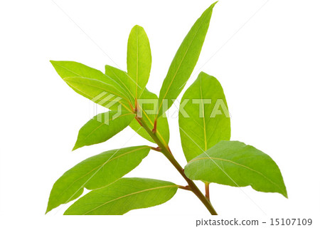 Small laurel tree 15107109