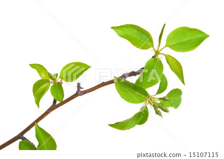 Branch apple tree with spring buds 15107115