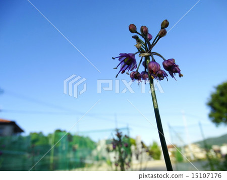 Rakkyo flower 15107176