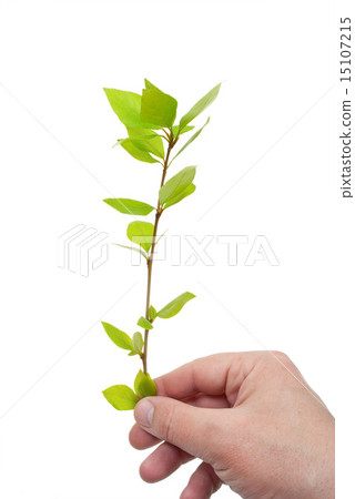 Hand holds a green sprout 15107215