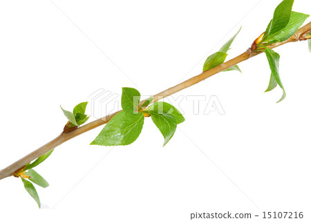 Branch aspen tree with spring buds  15107216