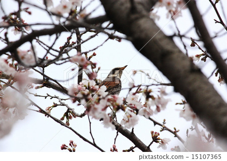 A bird that stops at cherry blossoms 15107365
