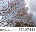 Sakura and sky 15107444