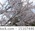 Sakura 2 15107446