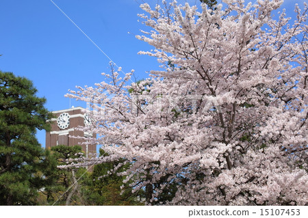 京都京都大學鐘樓和櫻花 京都京都大學鐘樓和櫻花 15107453