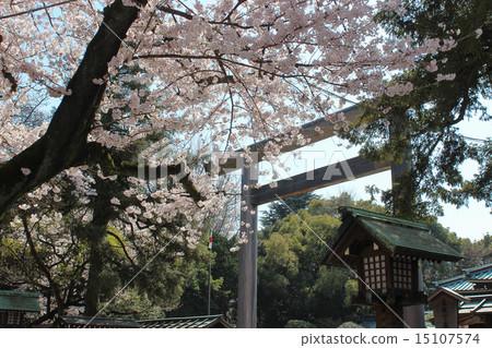 靖國神社的櫻花 靖國神社的櫻花 15107574