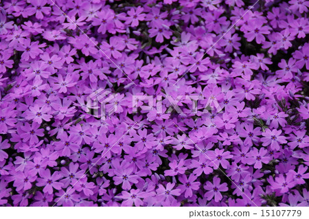 春天草櫻桃樹 15107779