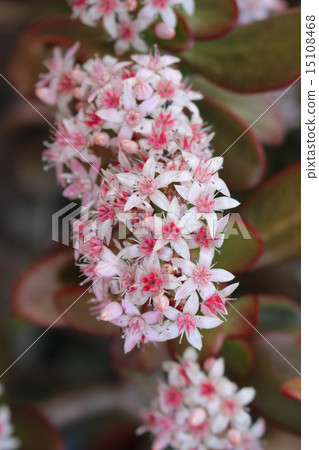 錢金樹2015 = 1 = 15108468