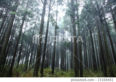 Forest 15108481