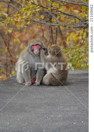 日本黑猴子日本人猴子 日本黑猴子日本人猴子 15108662