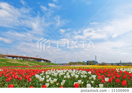 開花在都市農業公園河床的五顏六色的鬱金香領域和藍天 15108909