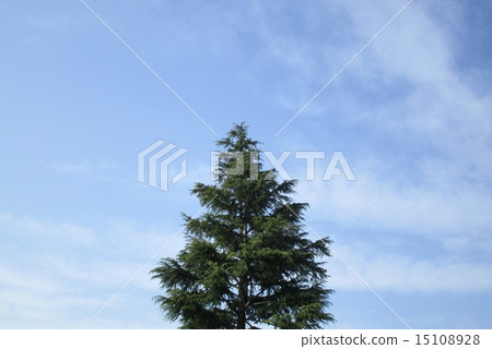 松樹和天空 15108928