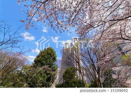 Shinjuku Central Park's full bloom Kaiyoshino and the Tokyo Metropolitan Government building 15109042