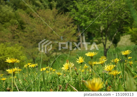 Dandelion dandelion Dandelion dandelion 15109313