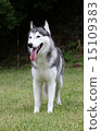Siberian husky 15109383