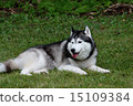 Siberian husky 15109384