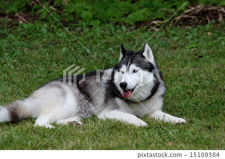 Siberian husky Siberian husky 15109384