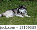Siberian husky 15109385