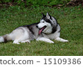 Siberian husky 15109386