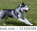 Siberian husky 15109388