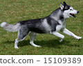 Siberian husky 15109389