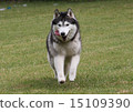 Siberian husky 15109390