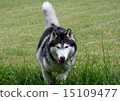 Siberian husky 15109477