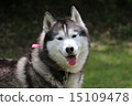Siberian husky 15109478