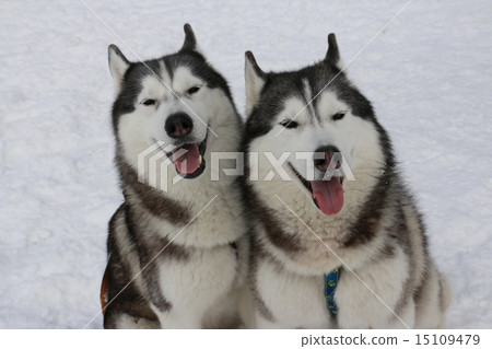 Siberian husky 15109479