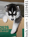 Siberian husky 15109481