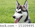 Siberian husky 15109495