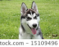 Siberian husky 15109496