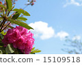 Rhododendron 15109518