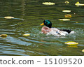 Duck 15109520