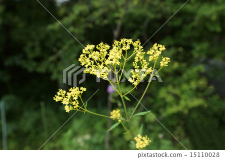 Fall background material · Flowers of Ominahishi in autumn field · Horizontal position 1 stem 15110028
