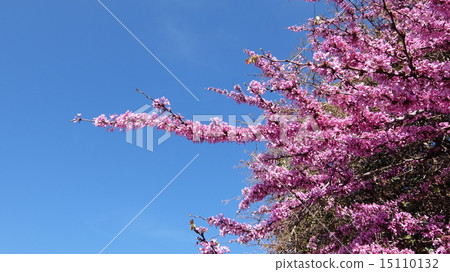 Hawthorne · Part 1 15110132