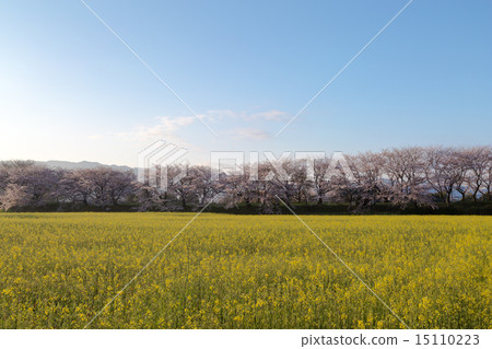Cherry blossoms and rape fields Cherry blossoms and rape fields 15110223